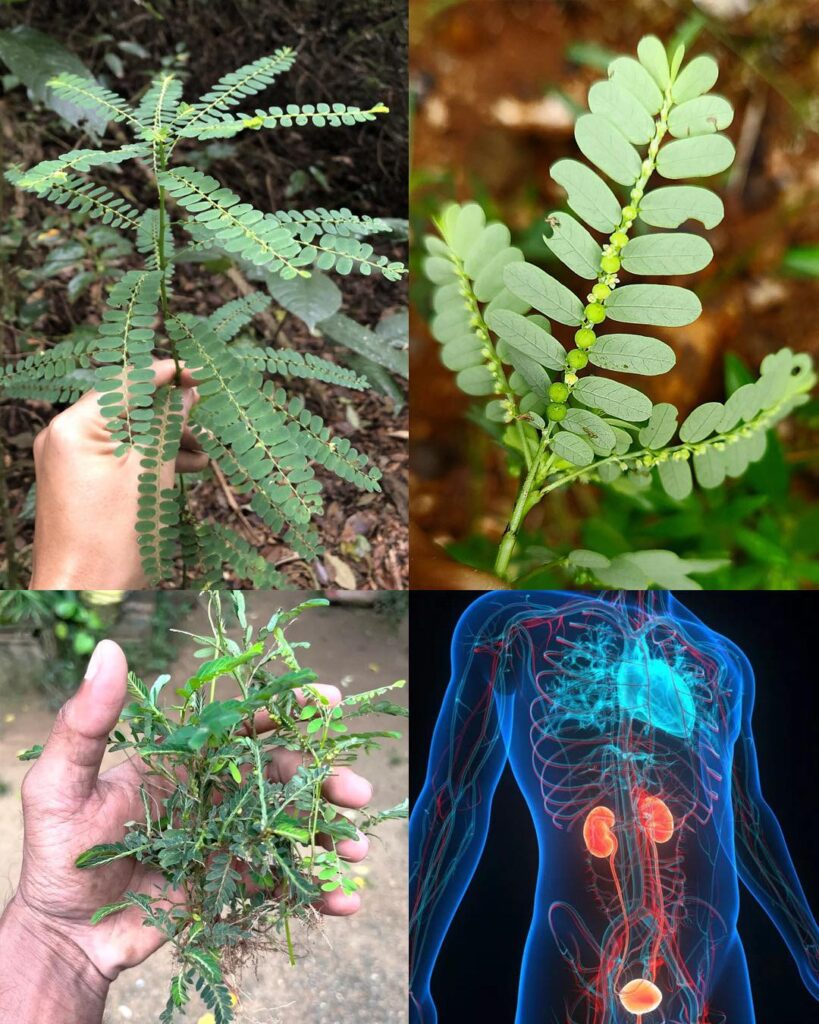 Stone Breaker (Phyllanthus Niruri): A Miracle Herb with 25 Benefits and Practical Applications