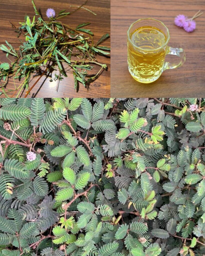 The Healing Power of Mimosa Pudica: Ten Health Benefits and How To Use This Amazing Plant