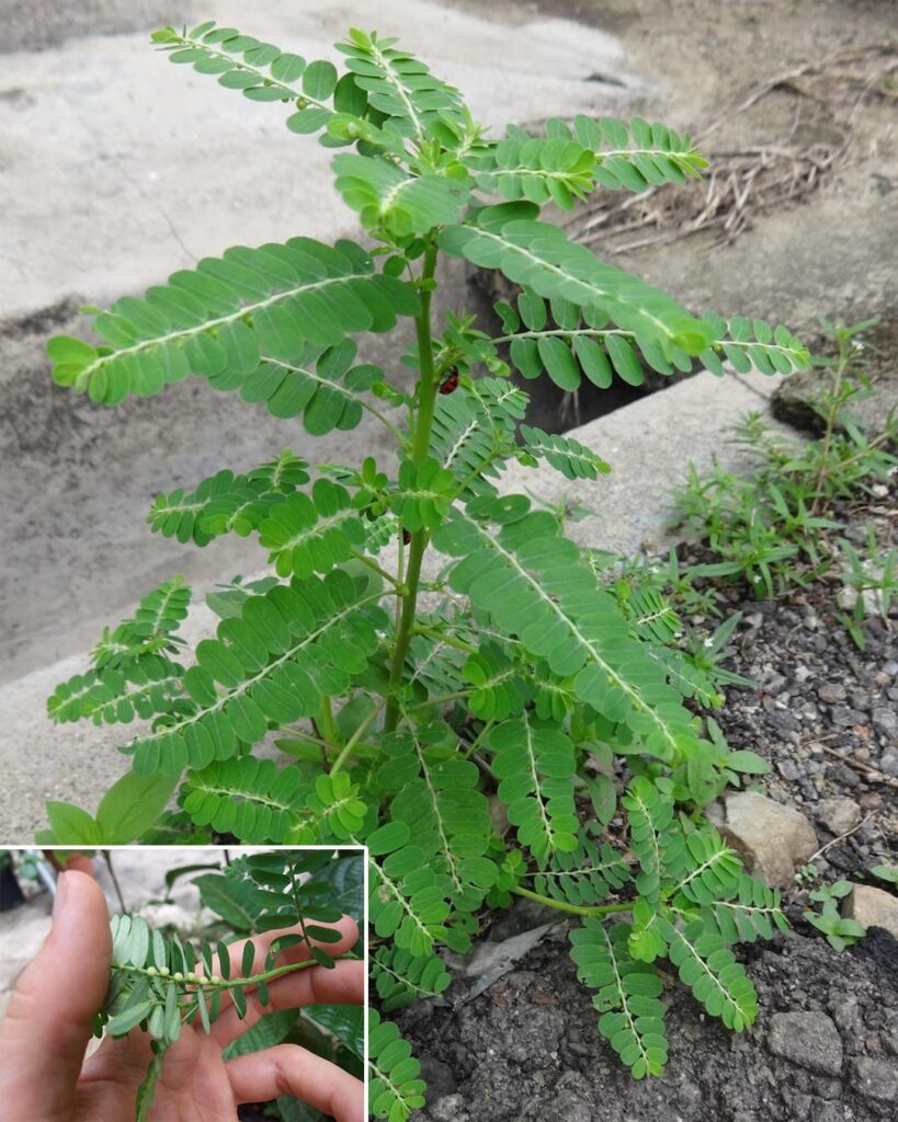 Stone Breaker (Phyllanthus niruri): A Miracle Herb with 25 Benefits and Practical Uses.
