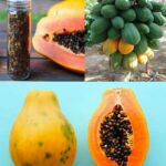 The Hidden Treasure in Your Fruit Bowl: The Benefits of Papaya Seeds for Your Health