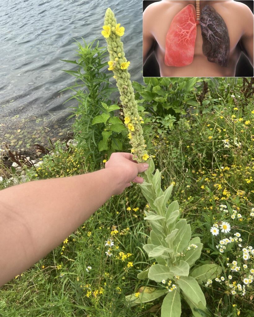 Mullein: Examining the Advantages of Leaves, Flowers, and Roots