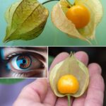 The Incredible Advantages and Applications of Physalis peruviana (Goldenberry)