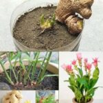 How to Cultivate an Endless Supply of Ginger at Home: A Step-by-Step Guide