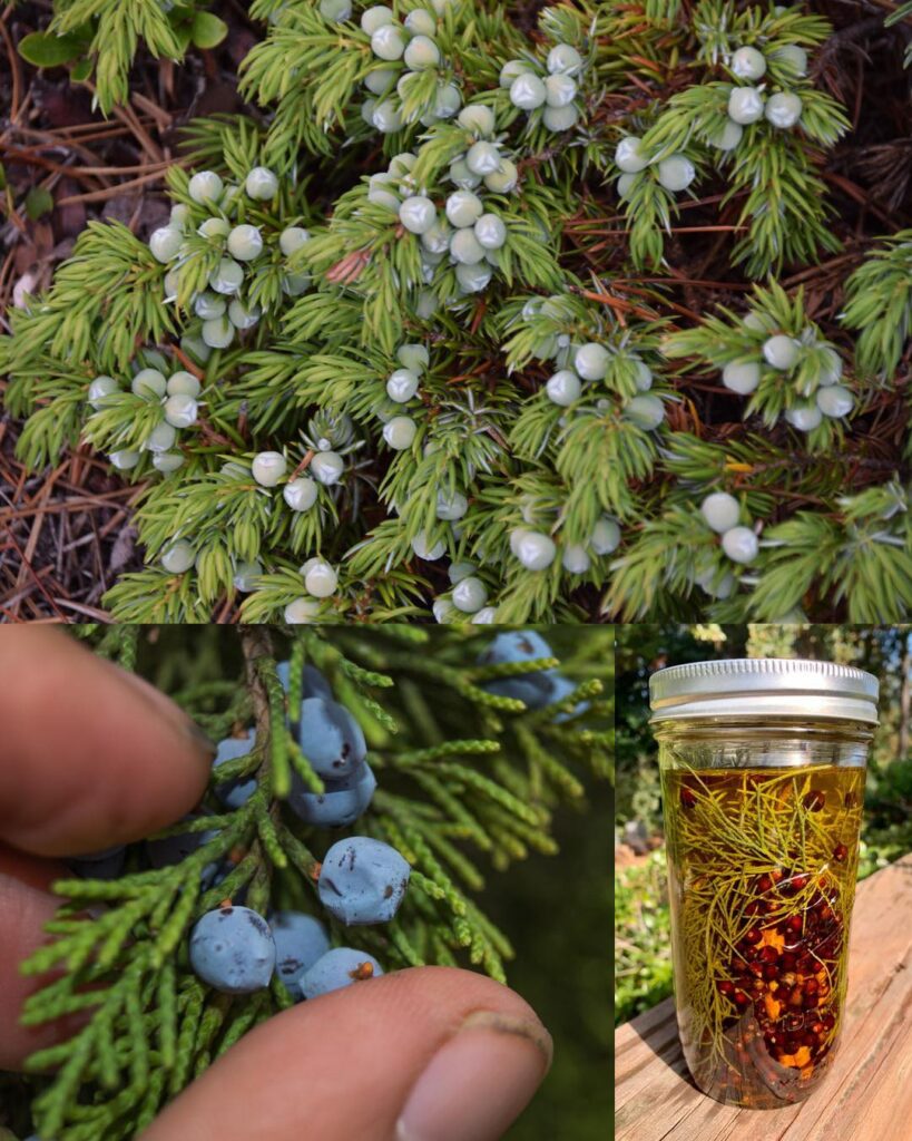 Juniper: 20 Amazing Benefits and How To Use It