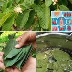 25 Amazing Benefits of Guava Leaves