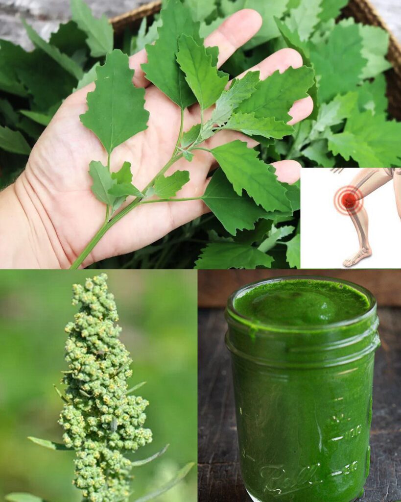 Chenopodium Album (Lamb’s Quarters): Understanding its Nutritional and Medicinal Properties