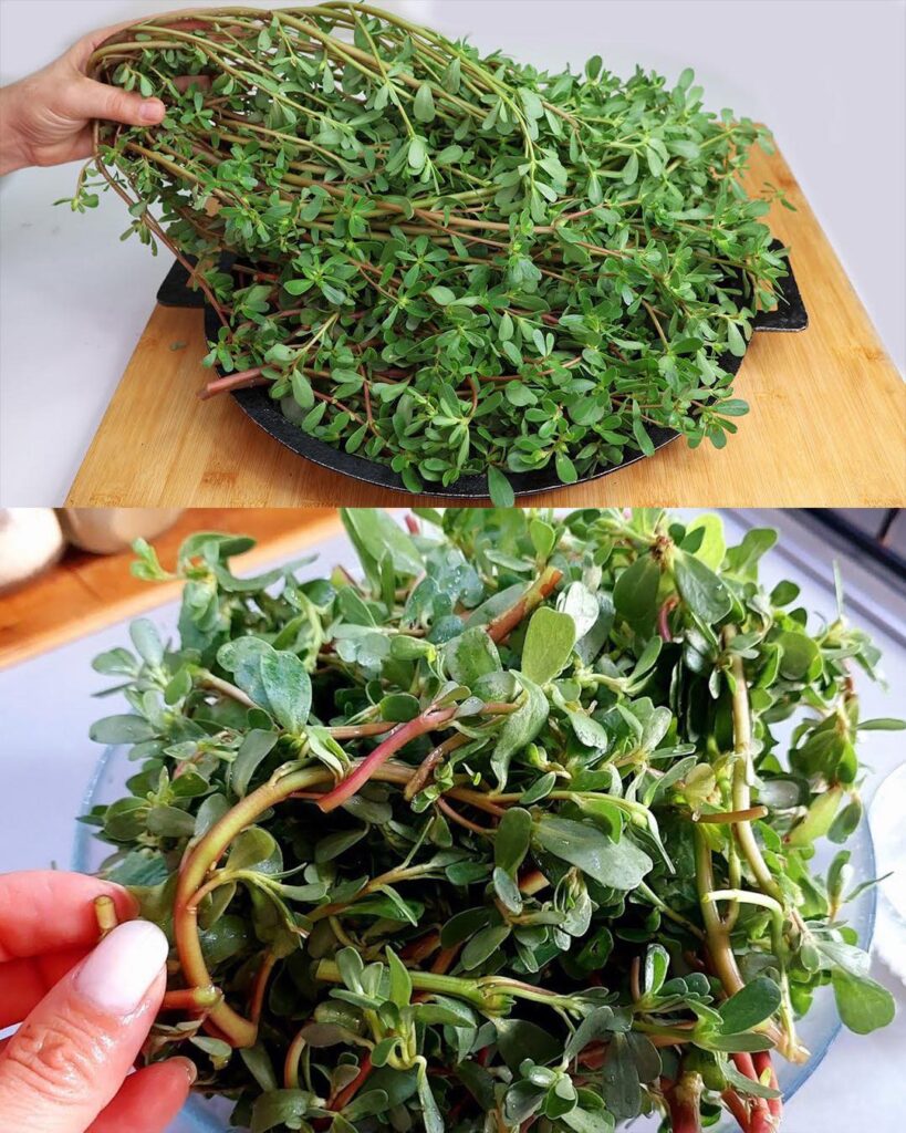 8 compelling reasons to embrace purslane in your garden.