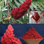 The Incredible Benefits of Sumac and How to Use It