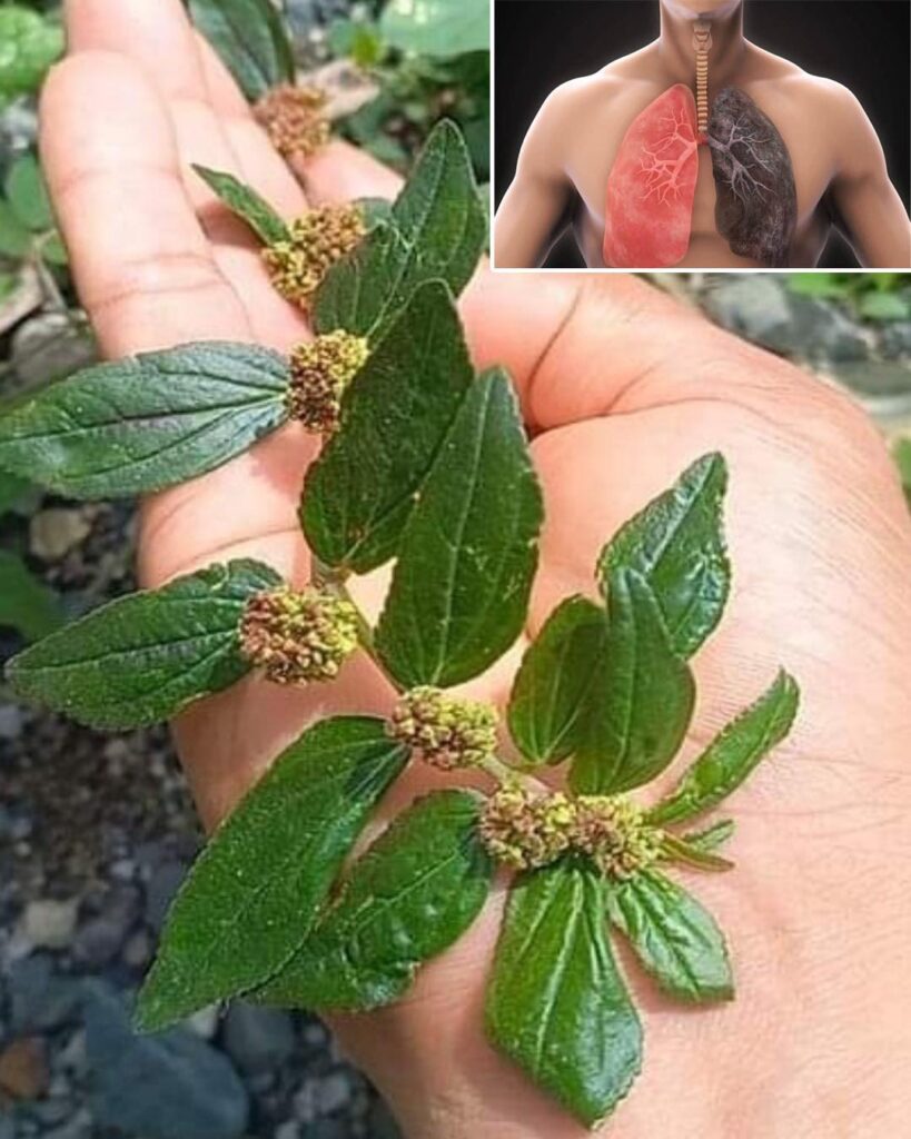 Euphorbia Hirta (Asthma Plant): Traditional Uses and Applications.