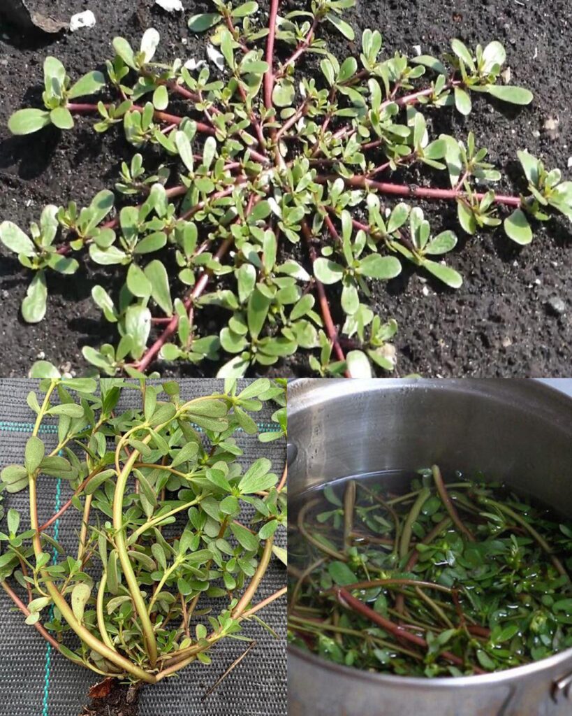 Purslane: The Underappreciated Superfood with Maximum Health Benefits.