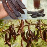 Carob (Ceratonia siliqua): Advantages and Homemade Applications