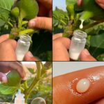 The Incredible Benefits of Fig Sap: Nature’s Secret Elixir