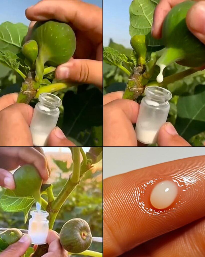 The Incredible Benefits of Fig Sap: Nature’s Secret Elixir