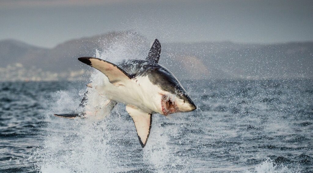 Great White Sharks Will Never Be Held Captive In Aquariums For As Long As They Exist
