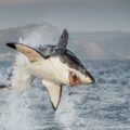 Great White Sharks Will Never Be Held Captive In Aquariums For As Long As They Exist