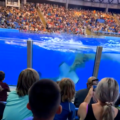 Traumatic Experience: Whale Defecates and Drenches SeaWorld Crowd in Unexpected Spectacle