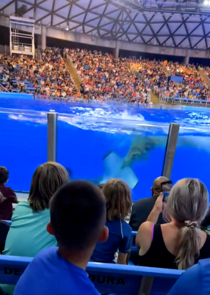 Traumatic Experience: Whale Defecates and Drenches SeaWorld Crowd in Unexpected Spectacle