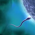 Scientists Stunned As Sperm Defies Newton’s Third Law Of Motion