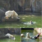 A woman is attacked when she jumps into the polar bear enclosure at the zoo.
