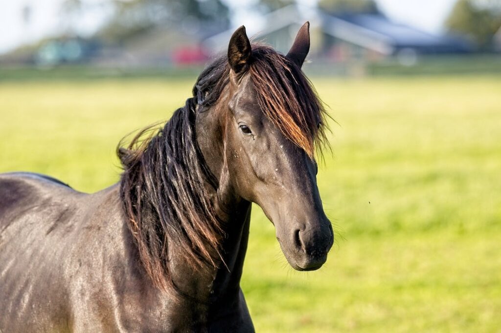 Viewers Left ‘Petrified’ After Discovering What Horse Sweat Actually Looks Like