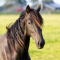 Viewers Left ‘Petrified’ After Discovering What Horse Sweat Actually Looks Like