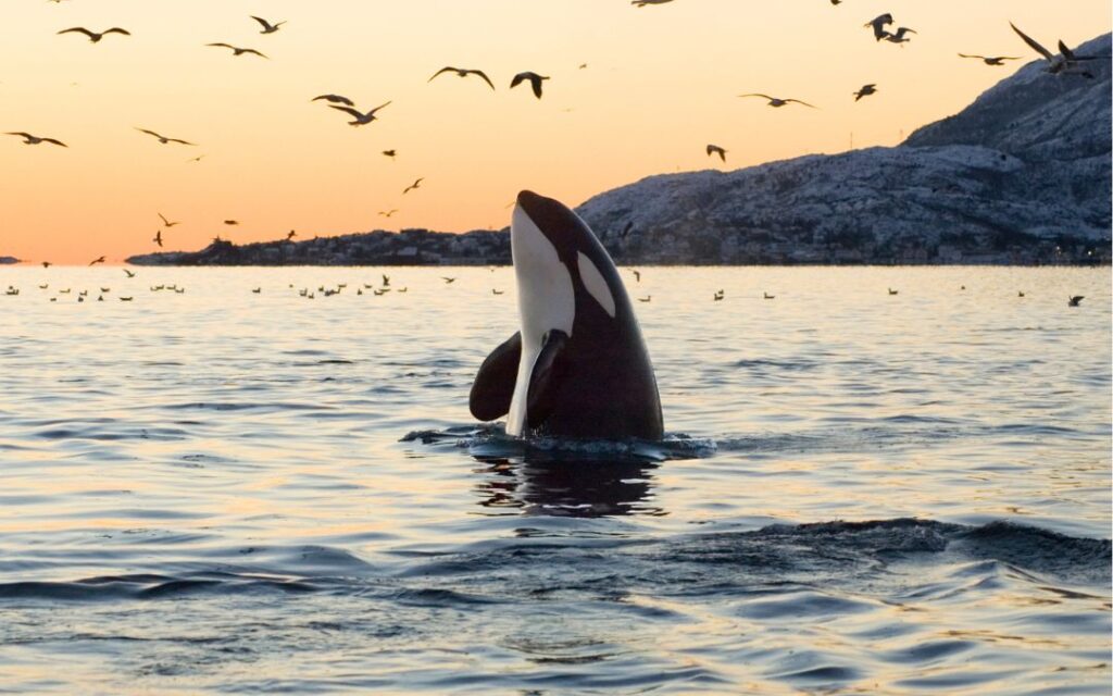 After 37 Years, Orcas Are Reviving the Trend of Wearing Dead Salmon as Hats
