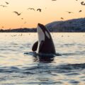 After 37 Years, Orcas Are Reviving the Trend of Wearing Dead Salmon as Hats