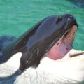 Shocking Orca Recording Mimicking Human Speech Leaves People Stunned and Unnerved