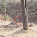 People Are Going Crazy Trying to Find the Hidden Leopard: The Fascinating Viral Puzzle Taking Over Social Media