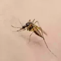 Deadly ‘Body-Freezing’ Virus Detected in UK Mosquitoes for First Time: Scientists Sound Alarm