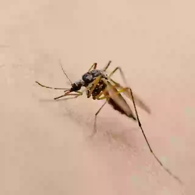 Deadly ‘Body-Freezing’ Virus Detected in UK Mosquitoes for First Time: Scientists Sound Alarm