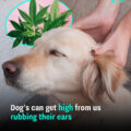The Trance of Touch: Why Dogs Drift into Bliss During Ear Rubs