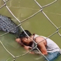 Tourist’s Selfie in Crocodile Pit Ends in Tragedy
