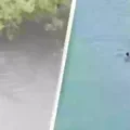 Tragedy on the River: One-Year-Old Boy Snatched and Eaten by Crocodile in Front of Father