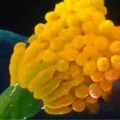 Silent Spores: Scientists Warn of Deadly Fungus That Eats You from the Inside Out