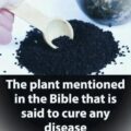 Plant in the Bible Said to Heal All Ailments